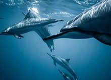 开云入口-开云官网：让云端服务触手可及的未来